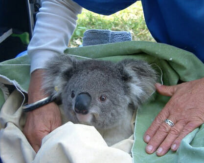 Koalas - Bush Heritage Australia